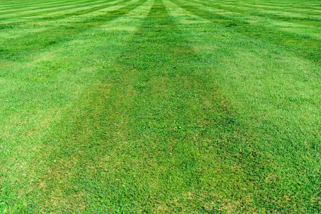 Vet Transforms Lawn Care with AI Diagnosis Tool in Startup Launch