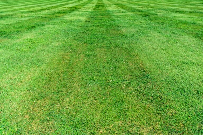 Vet Transforms Lawn Care with AI Diagnosis Tool in Startup Launch