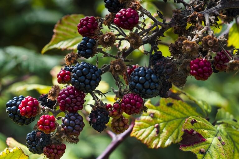Is It Time to Sell BlackBerry as Market Dynamics Shift?