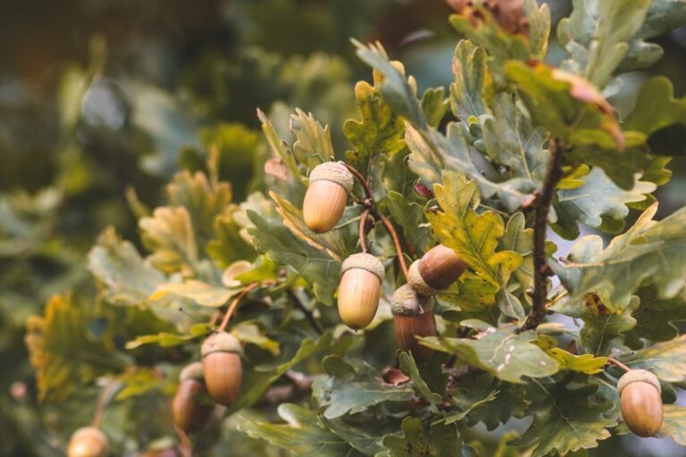 Oak Emerges from Stealth with M to Tackle AI Identity Crisis