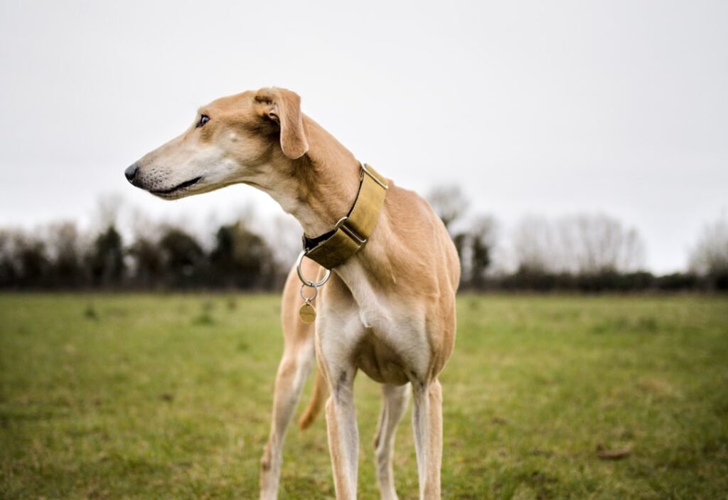 Sighthound Launches: Open-Source Vulnerability Scanner Revolutionizes Source Code Security
